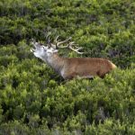 La Berrea del Ciervo en Asturias es impresionante
