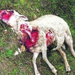 Un lobo mata 6-7 ovejas por cacería.