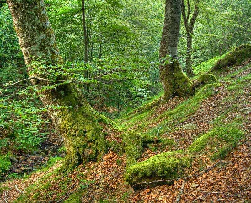 Cangas de Onís, Bosque de Peloño