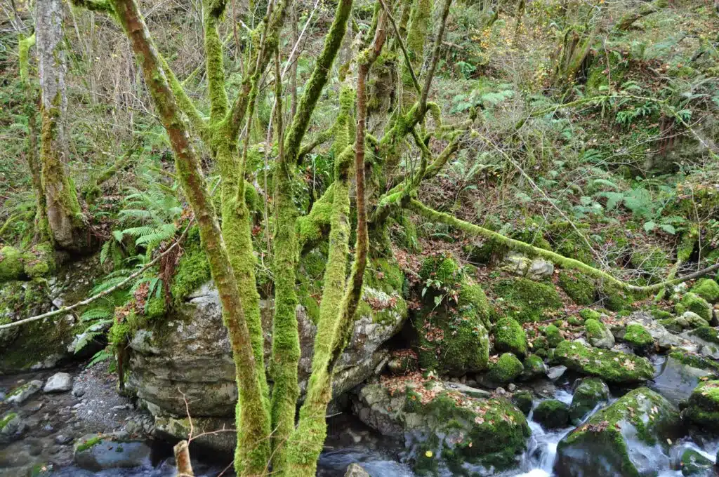 Parque de Ponga. Un entorno natural